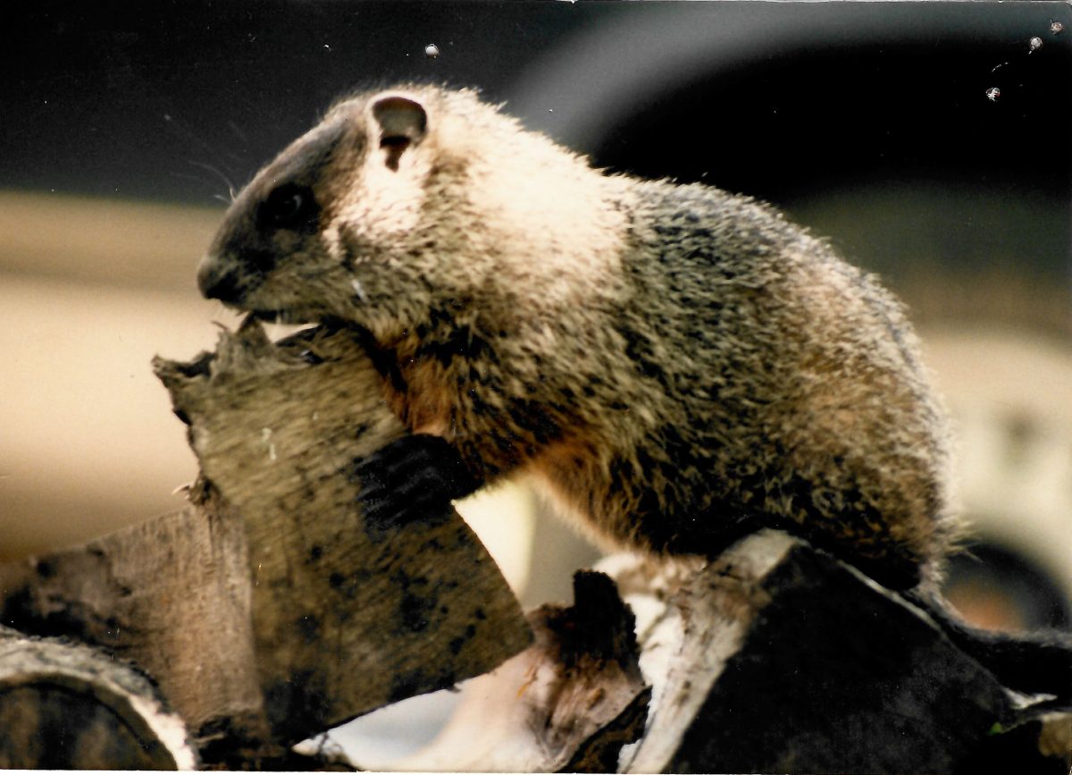 Groundhog Day this Week - 4 February 2026