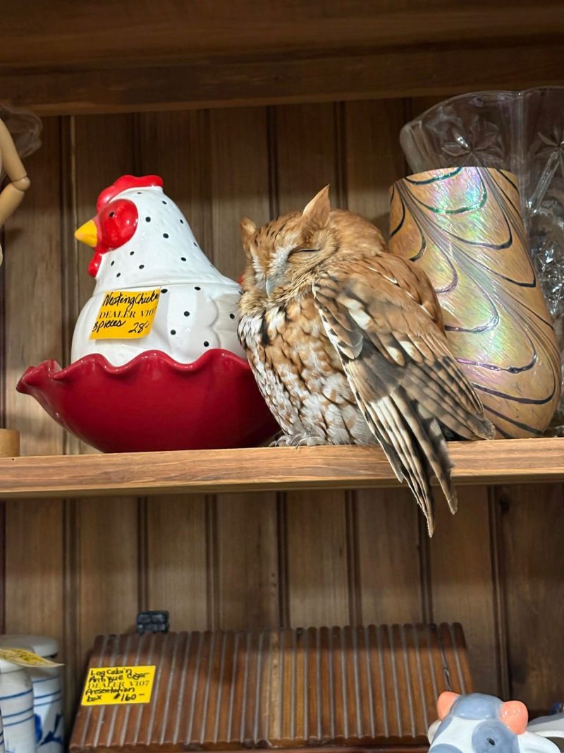 Owl Rescue in Greene County