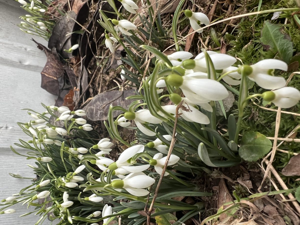 Is Your Spring Fever Premature?