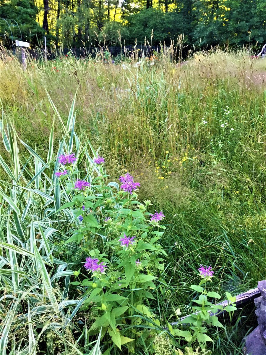 A Conversation about Lawns and Meadows