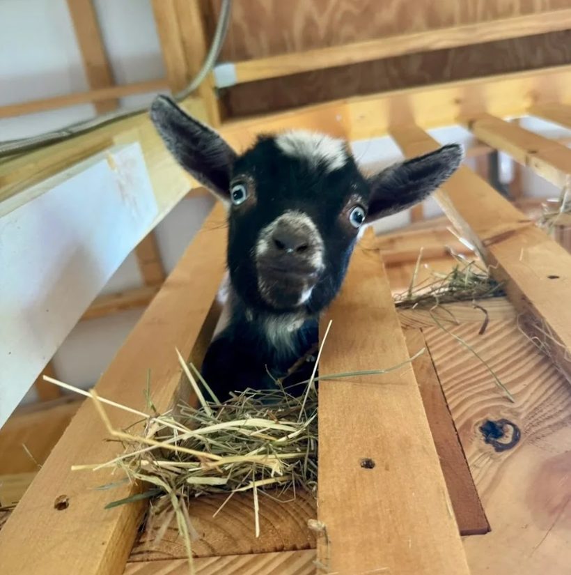 Young and Old Souls Welcome at O.G. Farms