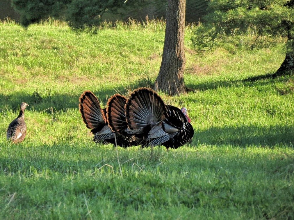 Spring Turkey Season Outlook