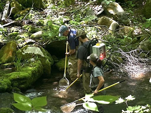 Lexington Receives Grant for Heritage Brook Trout DNA Testing