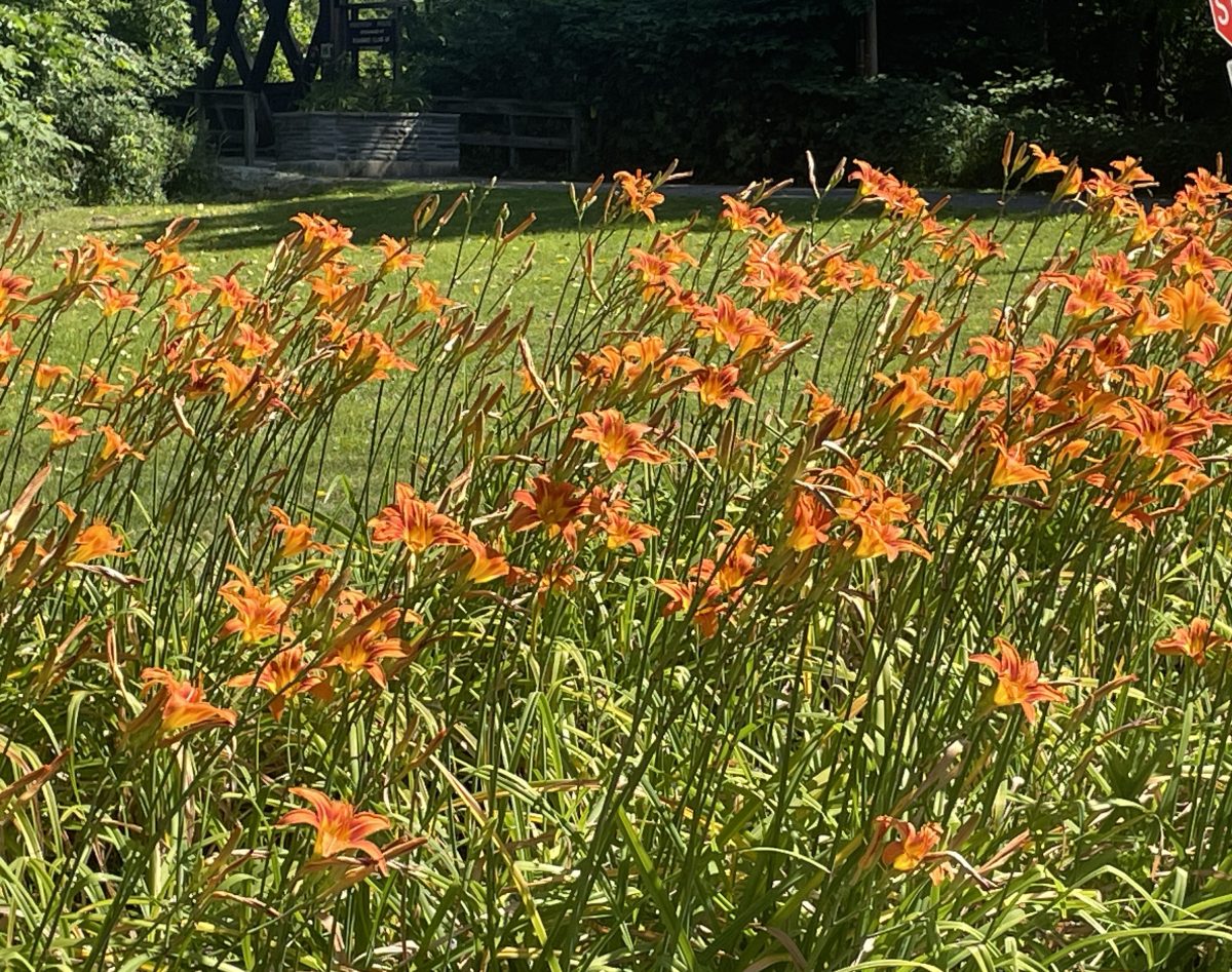 Ninth Annual Schoharie Lily Festival planned for July 11th - 23 June 2026 - 2