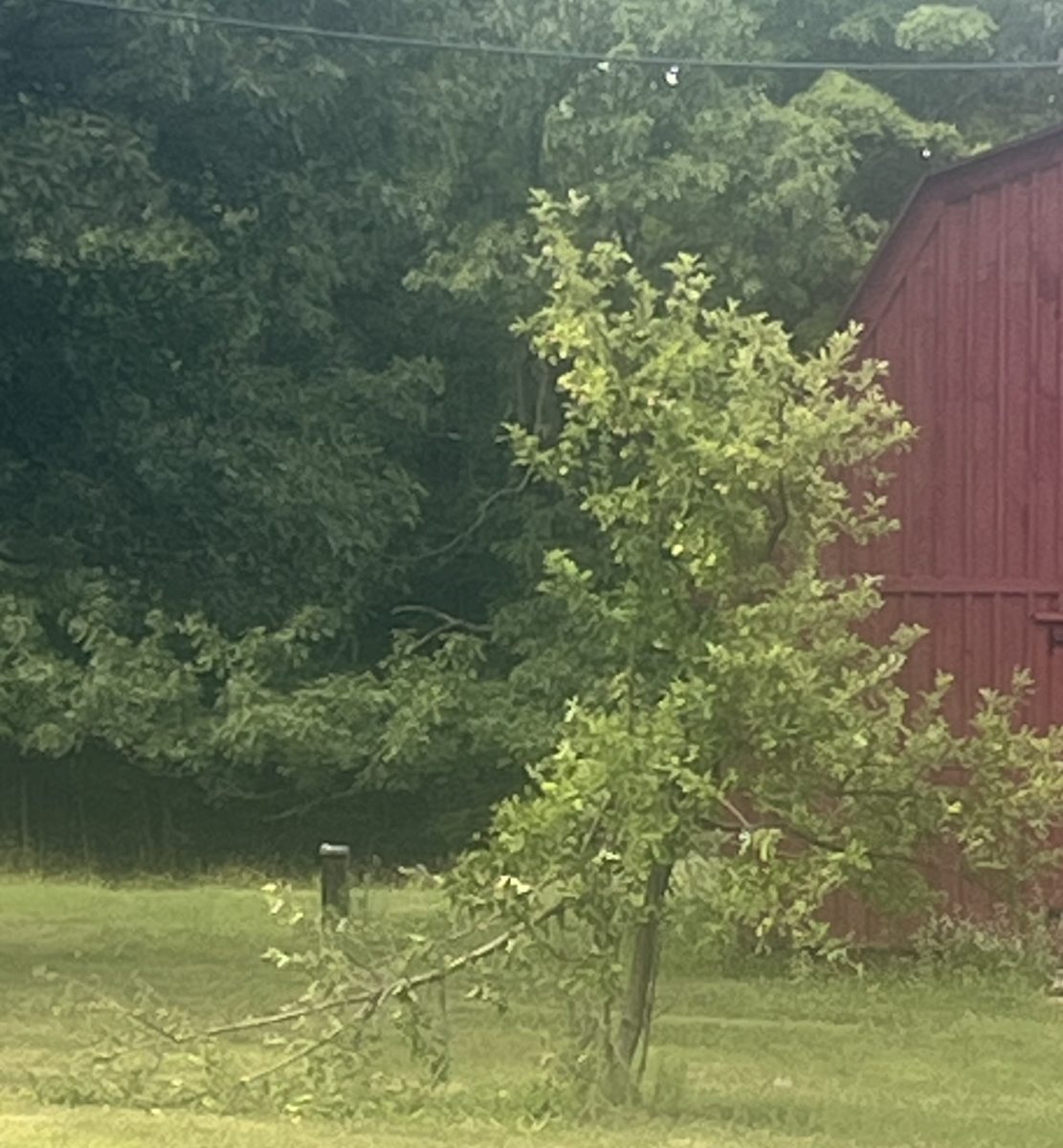 Early Summer Black Bear Blues