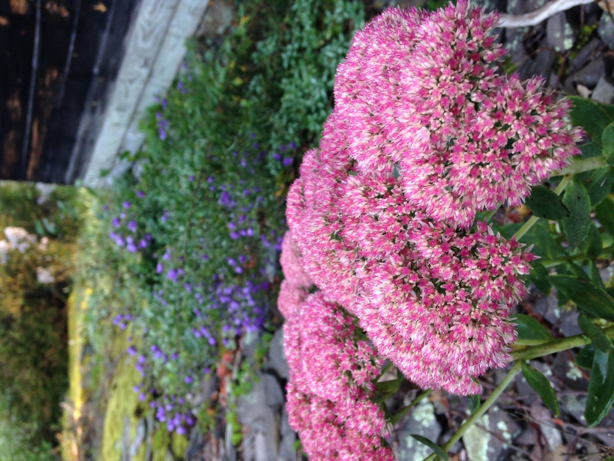 A Conversation About Hydrangeas