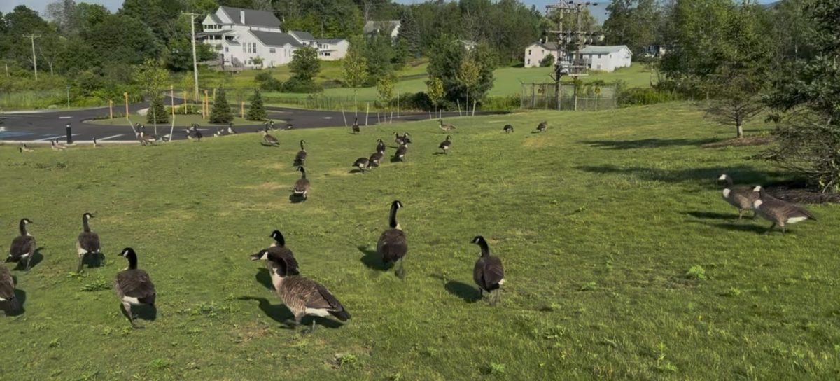 Village of Tannersville Considering Culling Local Canada Geese