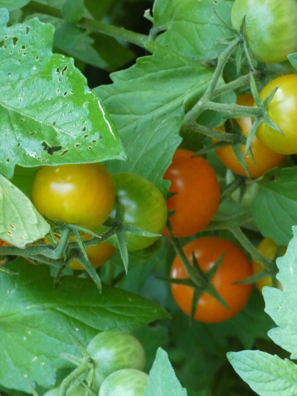 A Conversation About Tomatoes