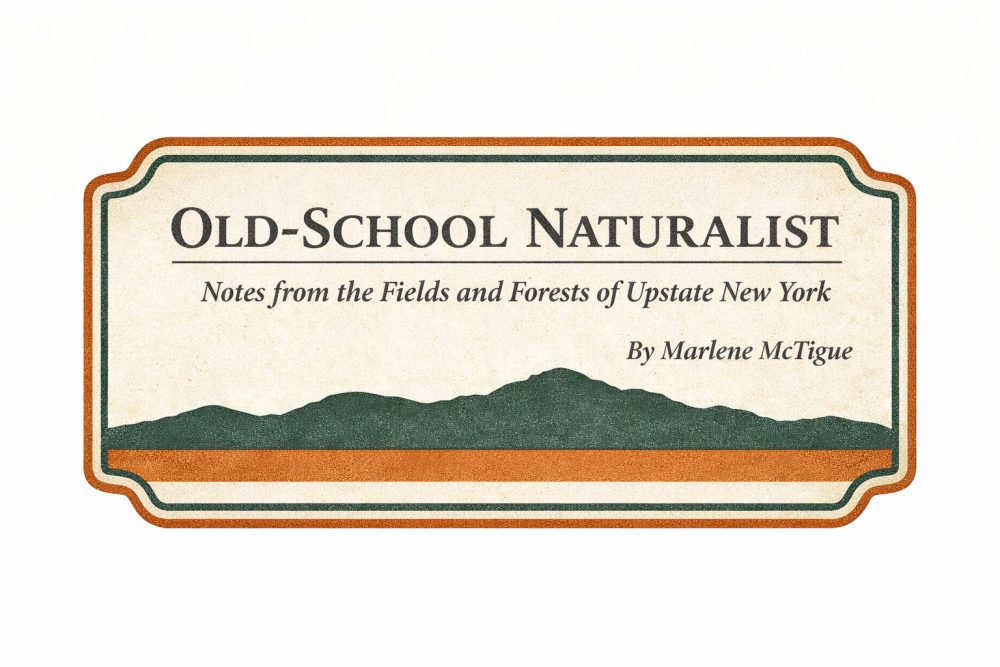 Notes from the Fields and Forests of Upstate New York