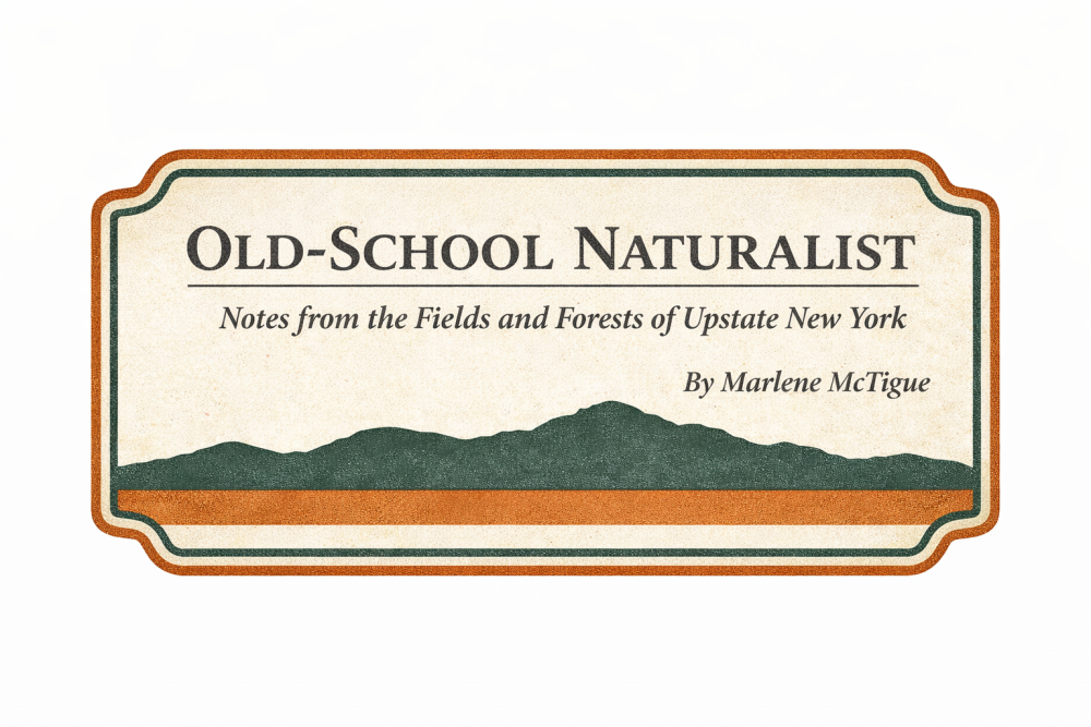 Notes from the Fields and Forests of Upstate New York