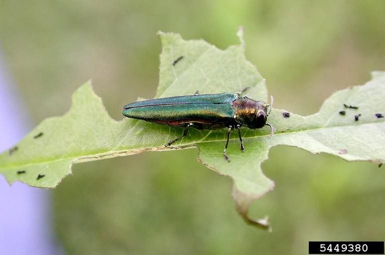 Control of the Emerald Ash Borer May be on the Horizon at Last