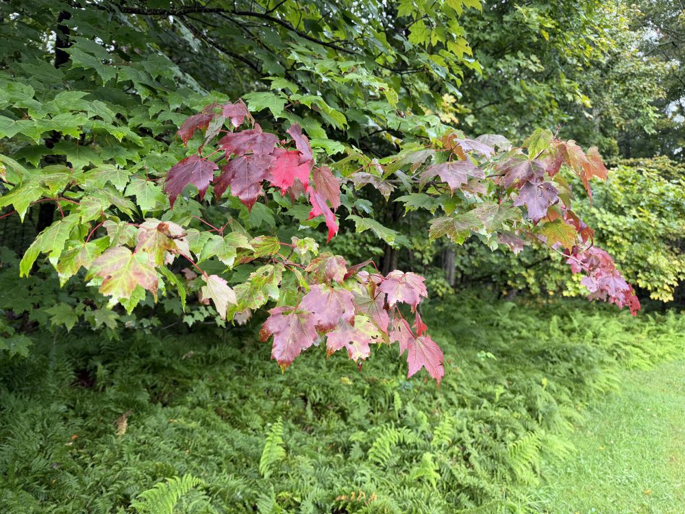 Fall is in the Air