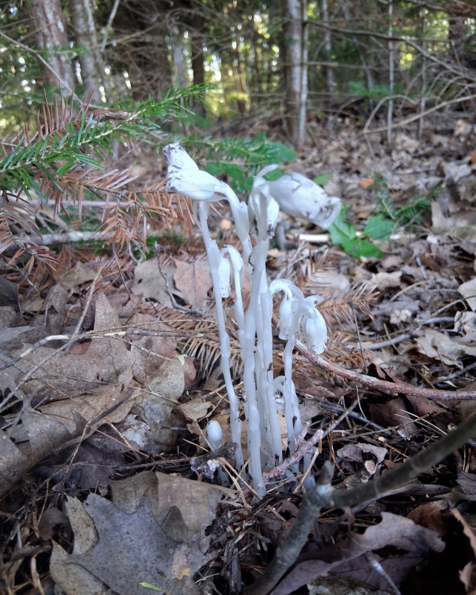 Ghost Pipes and Summer Rains