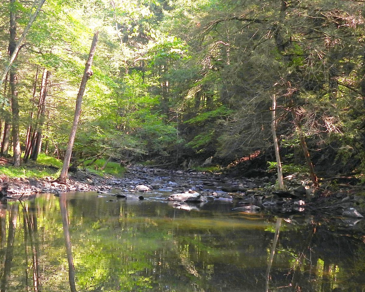 Greene Land Trust Wins $54,00 Grant to Support New Potic Creek Preserve