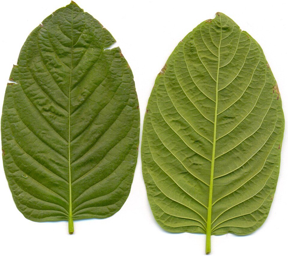 Schoharie County Board Enacts Ban on Kratom