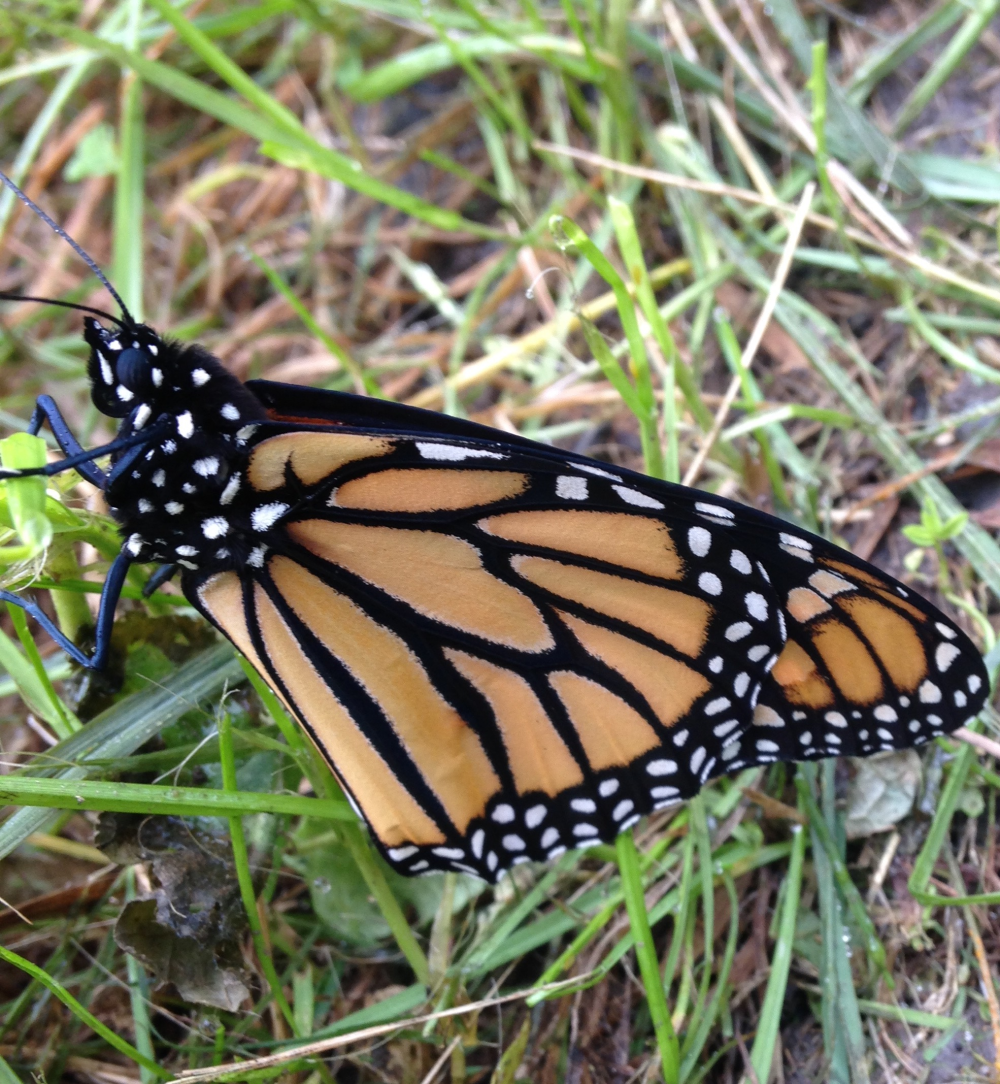 A Conversation About Monarchs