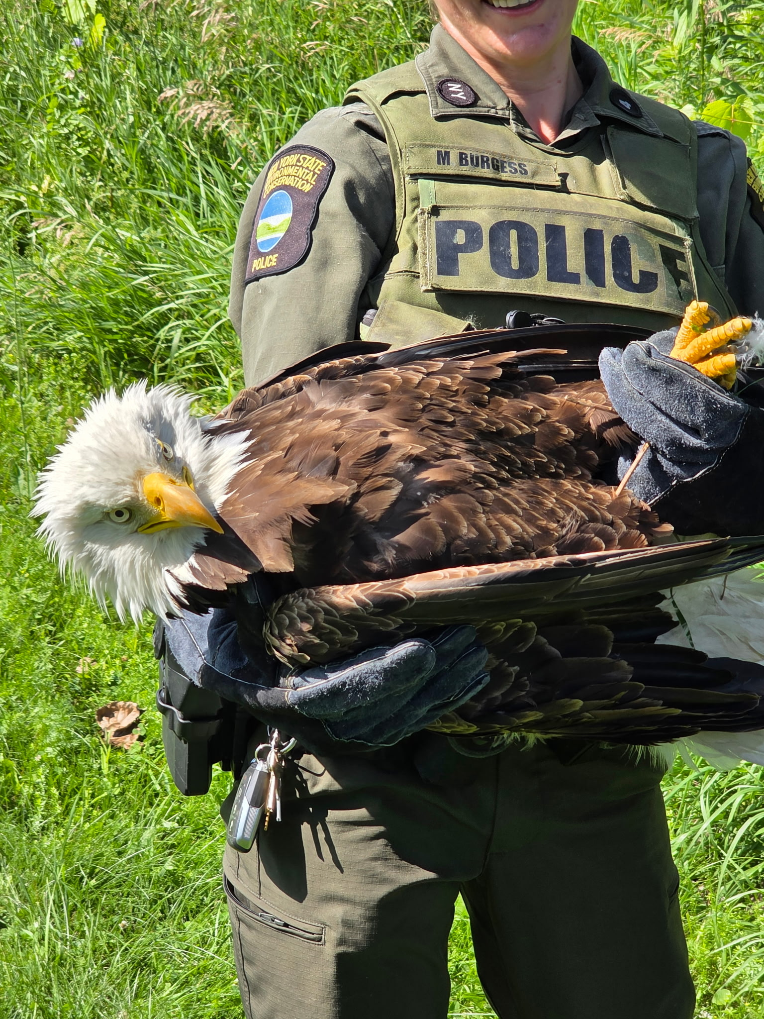 Cobleskill Male Bald Eagle Update