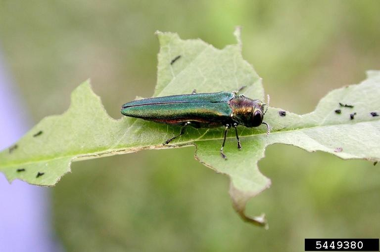 Control of the Emerald Ash Borer May be on the Horizon at Last