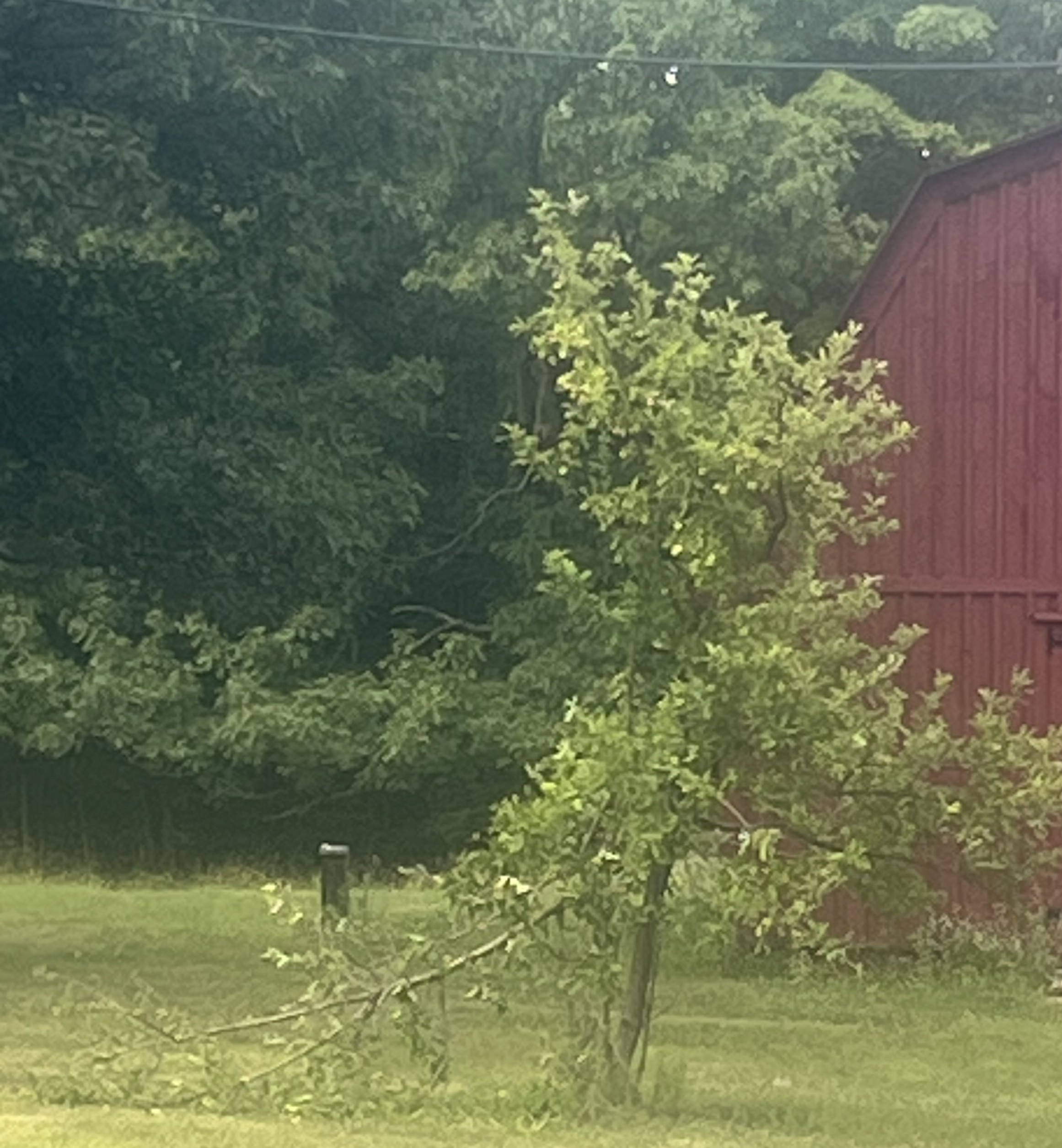 Early Summer Black Bear Blues