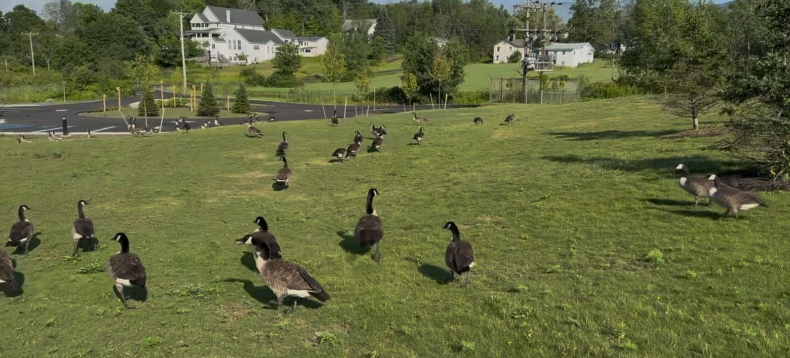 Village of Tannersville Considering Culling Local Canada Geese