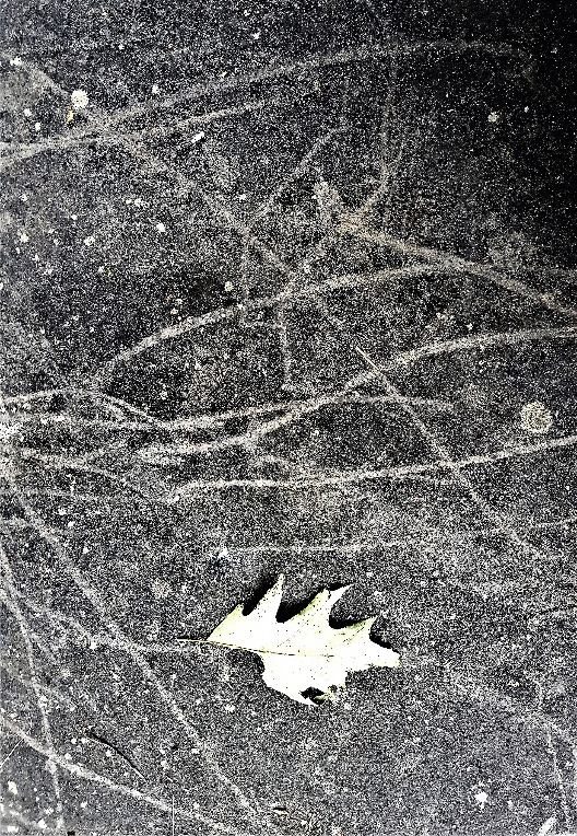 A leaf on the ground
Description automatically generated