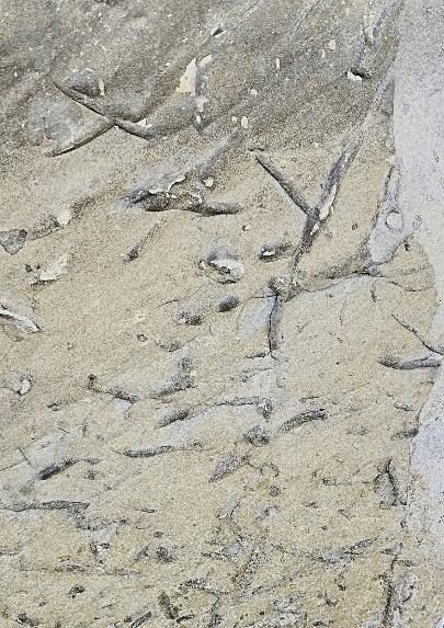 A close-up of a rock
AI-generated content may be incorrect.