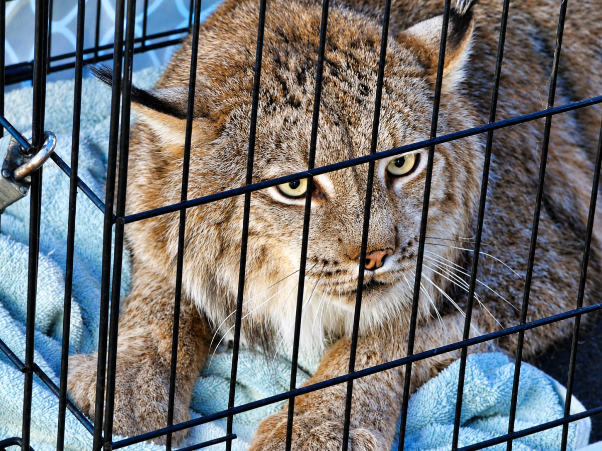 Wildlife Festival Undeterred by a Little Rain Photo
