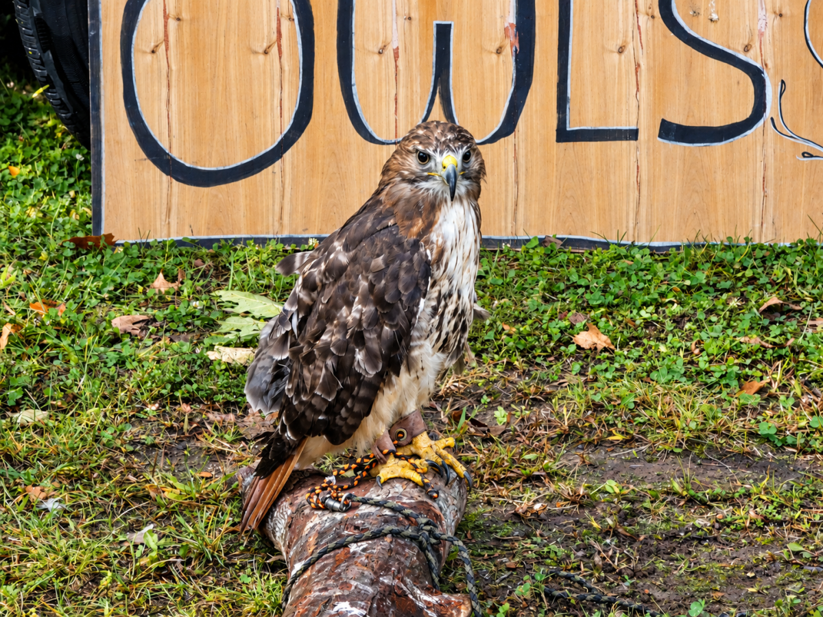 Wildlife Festival Undeterred by a Little Rain Photo