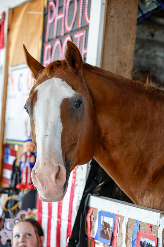 Schoharie County Sunshine Fair Photo