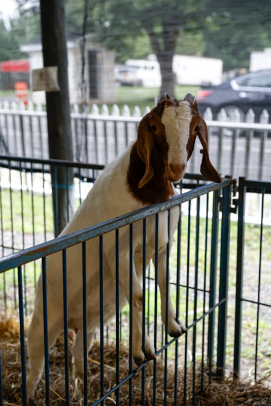 Schoharie County Sunshine Fair Photo