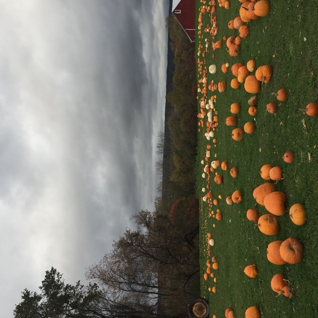Pick-a-Pumpkin Patch