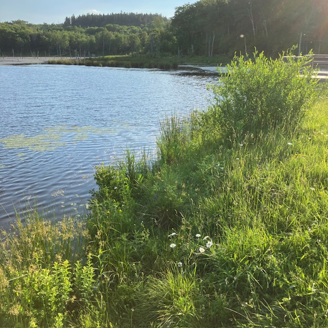 Looking Glass Pond Photo