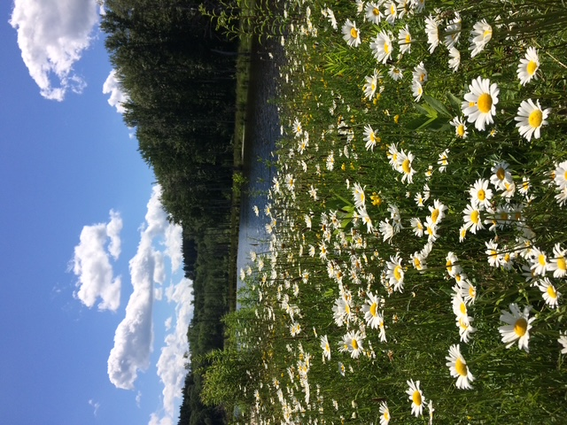 Looking Glass Pond Photo