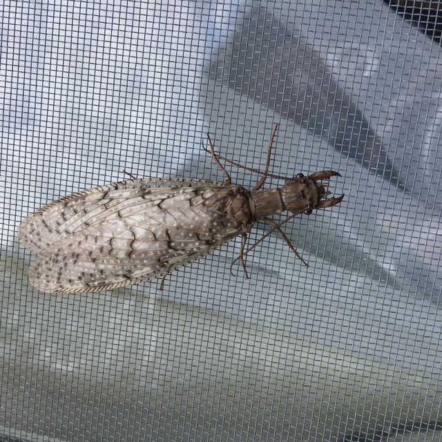 Male Eastern Dobfly
