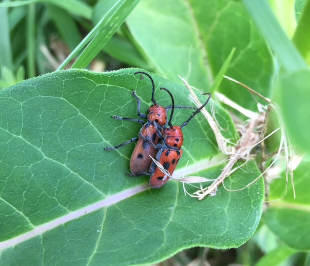 Mating Red Milkweed Beetles