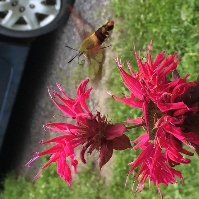 Hummingbird Hawk-Moth