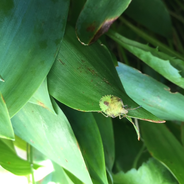 Green Stink Bug