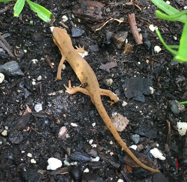 Eastern Newt