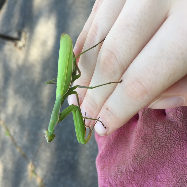 Praying Mantis