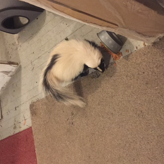 Striped skunk