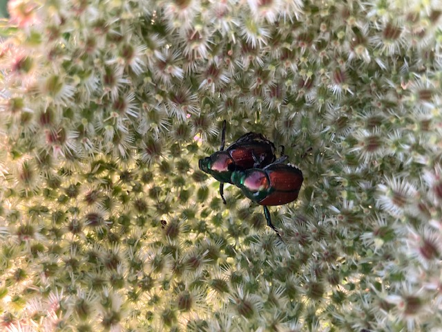 Mating Japanese Beetles