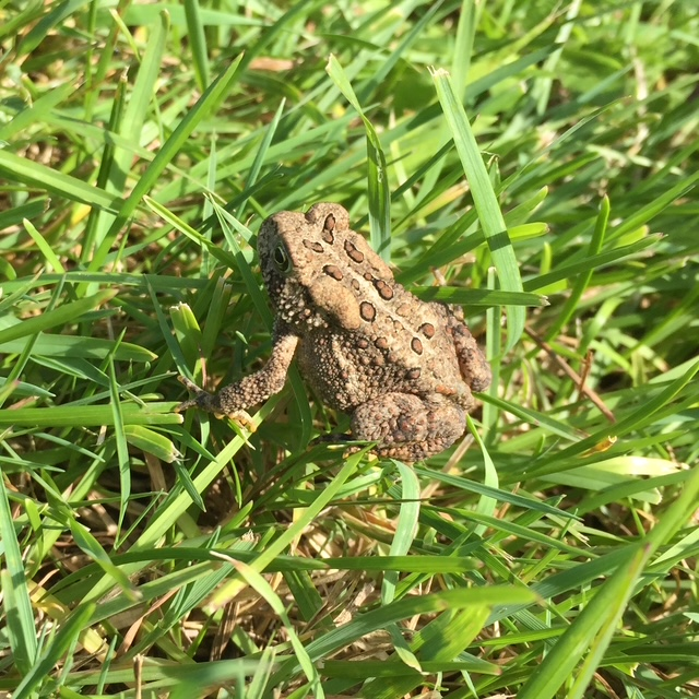 American Toad