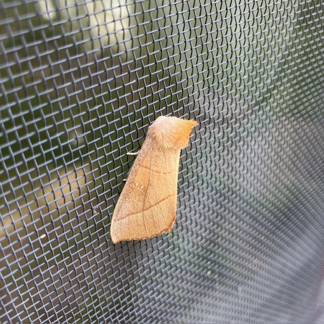 Rough Prominent Moth