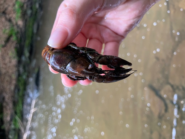 Freshwater Crayfish