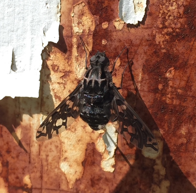 Tiger Bee Fly