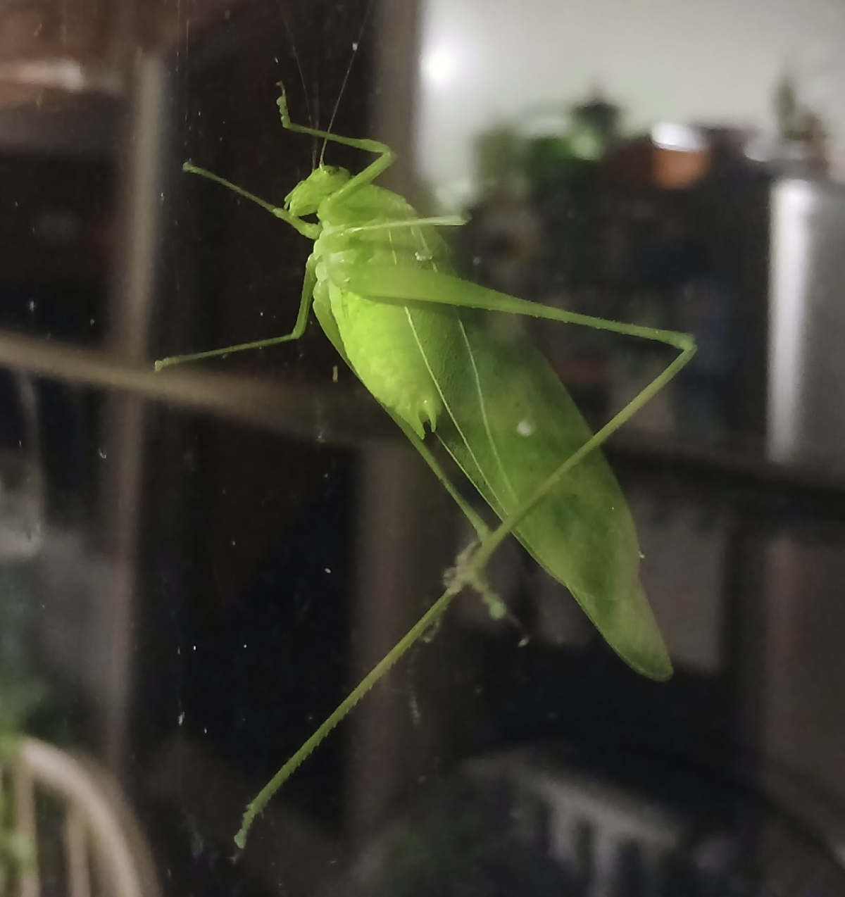 Katydid
