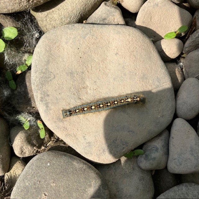 Forest Tent Caterpillar
