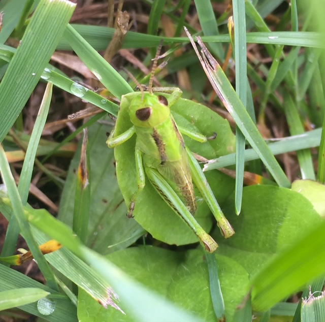 Short-horned Grasshopper