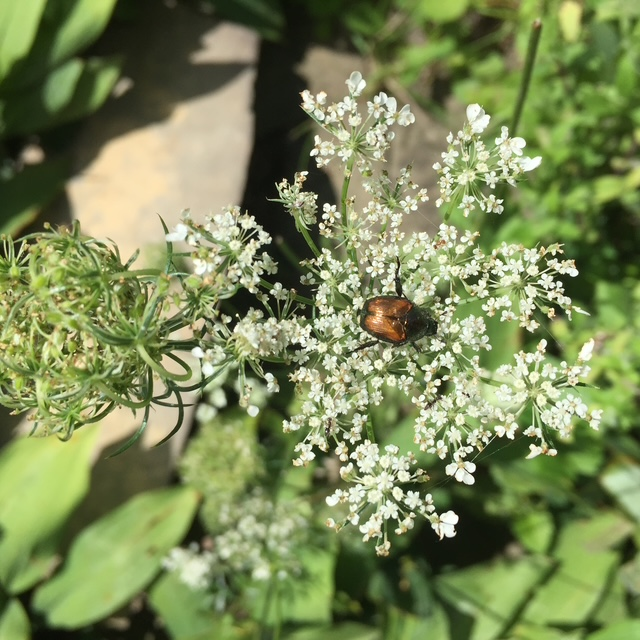 Japanese Beetle