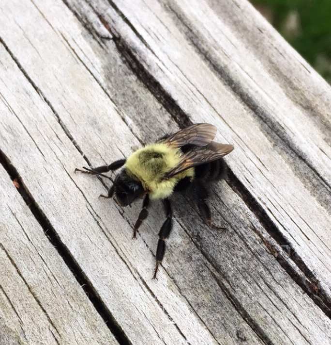 Eastern Bumblebee